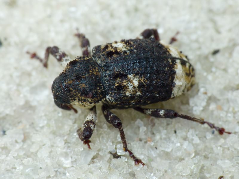 Cryptorhynchus (Cryptorhynchus) lapathi (Linnaeus, 1758)